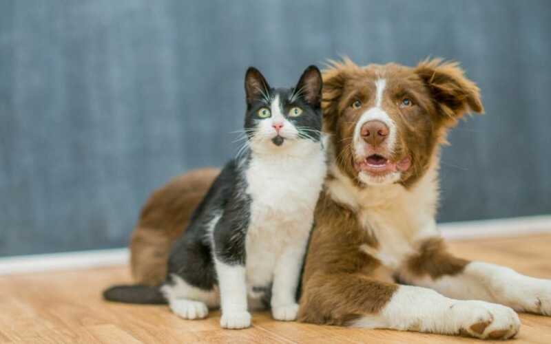Gatos e cachorros podem conviver pacificamente