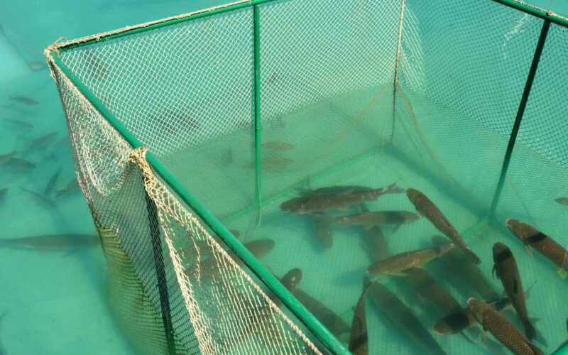 Criação de tilápia em tanque de peixe com lona