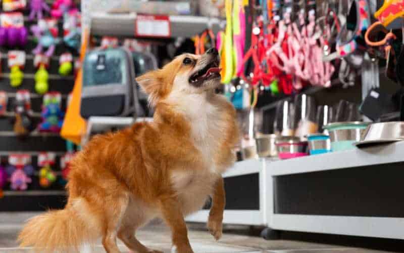 Petshop: Vale a pena comprar rações em um pet shop