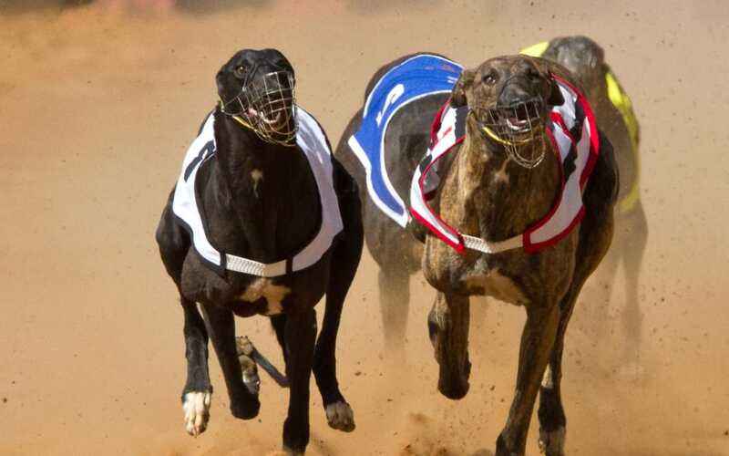 Corrida de Cachorro Galgo