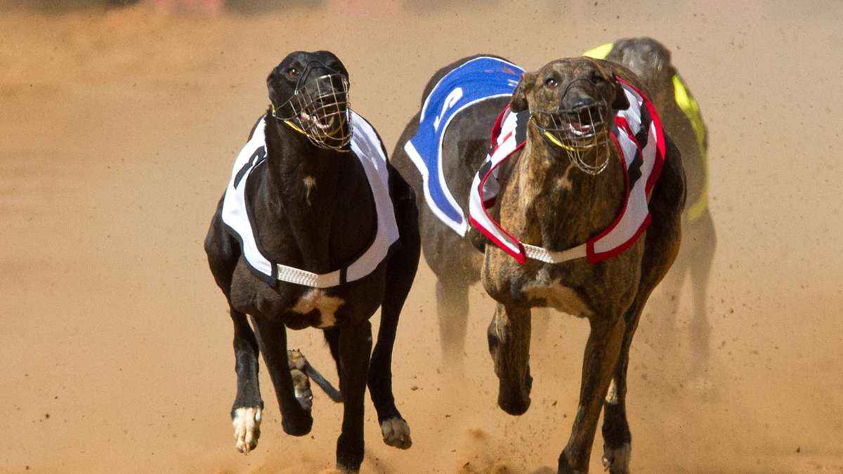 Corrida de Cachorro Galgo