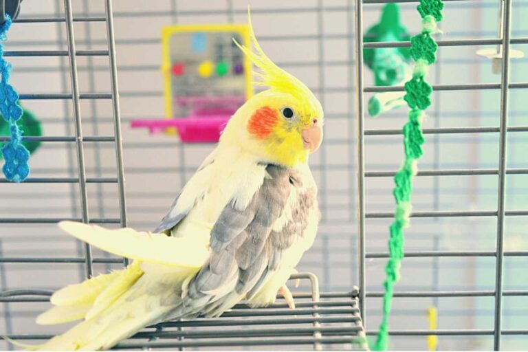 Como o tamanho e a forma da gaiola influenciam no comportamento das aves