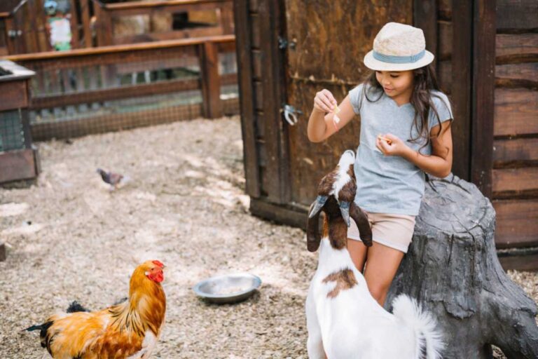 Fazendinha para crianças no interior
